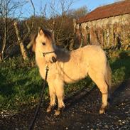 Anden særlig race Skovlyst Got The World Luhmann