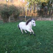 Anden særlig race Skovlyst Got The World Luhmann