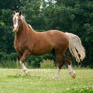 Welsh Cob (sec D) Holmlunds Royal Princess