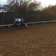 Islænder Atlas fra Baltzergaard