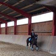 Islænder Atlas fra Baltzergaard