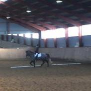 Islænder Atlas fra Baltzergaard