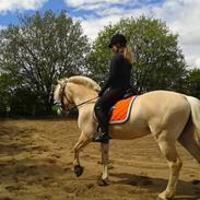 Fjordhest Frigg Nørup