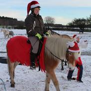 Haflinger Stenagergaards chili