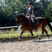 Anden særlig race Skovgårdens Fabienne