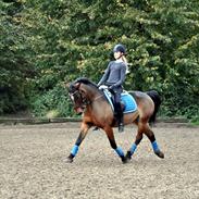 Anden særlig race Skovgårdens Fabienne