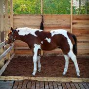 Anden særlig race Copy Cash kick 