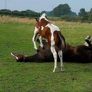 Anden særlig race Copy Cash kick 