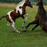 Anden særlig race Copy Cash kick 