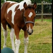 Anden særlig race Copy Cash kick 
