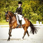 Welsh Pony af Cob-type (sec C) Fronerthig Superstar Dj 