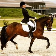 Welsh Pony af Cob-type (sec C) Fronerthig Superstar Dj 