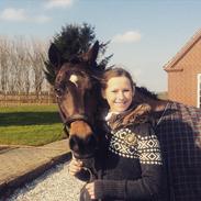 Welsh Pony af Cob-type (sec C) Fronerthig Superstar Dj 