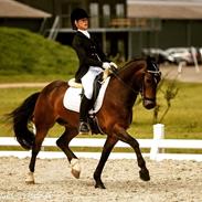 Welsh Pony af Cob-type (sec C) Fronerthig Superstar Dj 