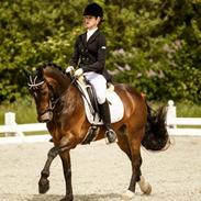 Welsh Pony af Cob-type (sec C) Fronerthig Superstar Dj 