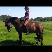 New Forest Roløkke Cassiar