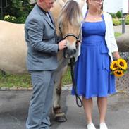 Fjordhest Anton *aflivet d. 12/3-2018*