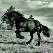 Frieser Anne Manon R.I.P