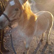 Haflinger Haflingegaarden neptoon