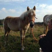 Haflinger Haflingegaarden neptoon