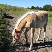 Haflinger Haflingegaarden neptoon