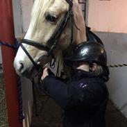 Palomino Topazes Conquistador