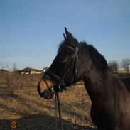 New Forest Vognmansgårdens Zunette