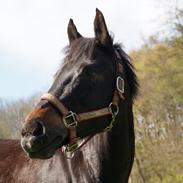 New Forest Vognmansgårdens Zunette