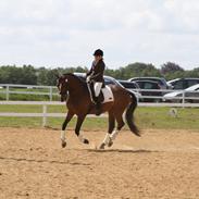 Dansk Varmblod Sofiesmindes Primotivo