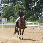 Dansk Varmblod Sofiesmindes Primotivo