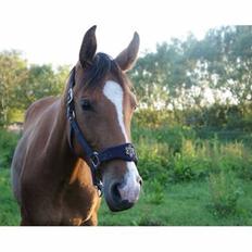 Dansk Varmblod Møgelmoses Cilie 