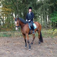 Dansk Varmblod Møgelmoses Cilie 