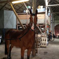 Dansk Varmblod Møgelmoses Cilie 