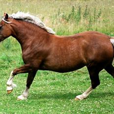 Welsh Cob (sec D) Holmlunds Royal Princess