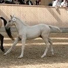 Frederiksborg Sonnerupgårds Isabel FR 8676