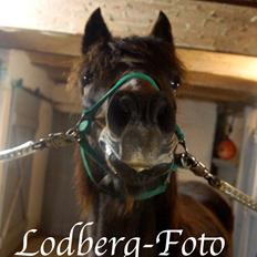 Anden særlig race Cavan