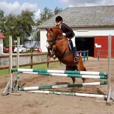 Anden særlig race Sille