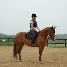 Anden særlig race Sille