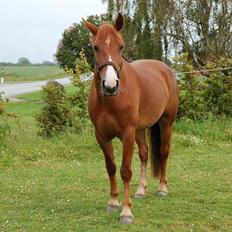 Anden særlig race Sille