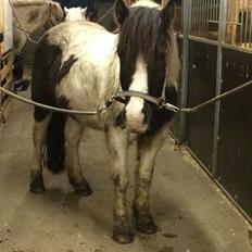 Anden særlig race Sparky