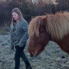 Islænder Nórð Stjerní (Solgt)