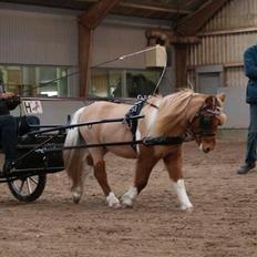 Dansk Miniature Egehøj's Playmate