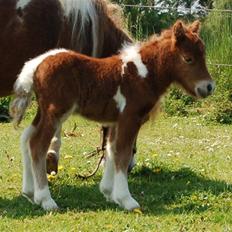 Dansk Miniature Egehøj's Playmate
