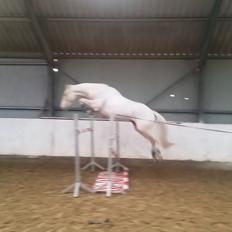 Palomino Scheels Golddigger