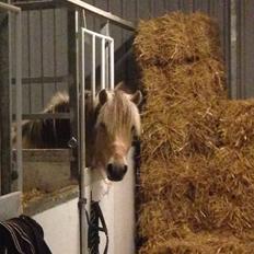 Fjordhest Murphy (solgt 15/6-17)