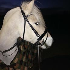 Fjordhest Murphy (solgt 15/6-17)