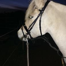 Fjordhest Murphy (solgt 15/6-17)