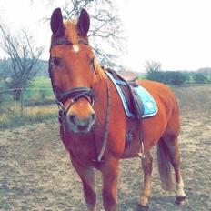 Frederiksborg Felix Landlyst SOLGT