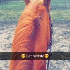 Frederiksborg Felix Landlyst SOLGT