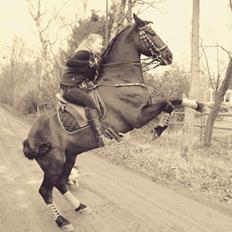 Pura Raza Española Divino XXXVIII